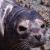 Harbour Seal in Canada